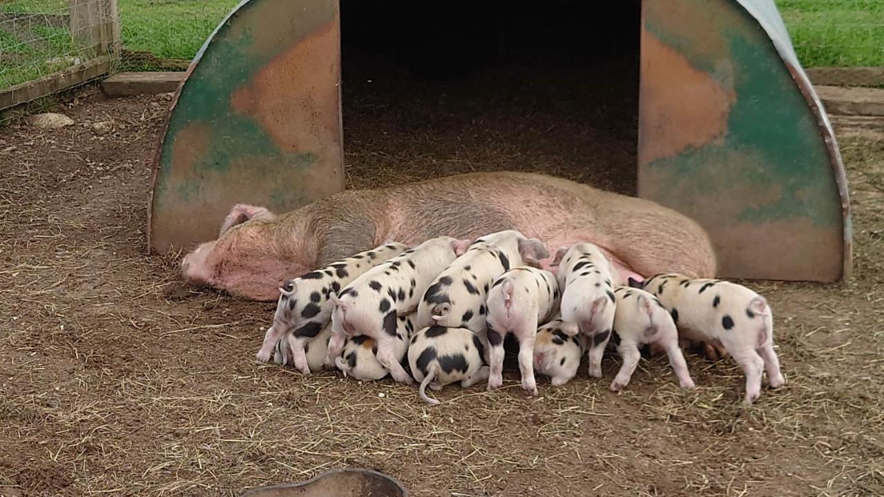 Ashton KeynesThe Byre North End Farm住宿加早餐旅馆 外观 照片