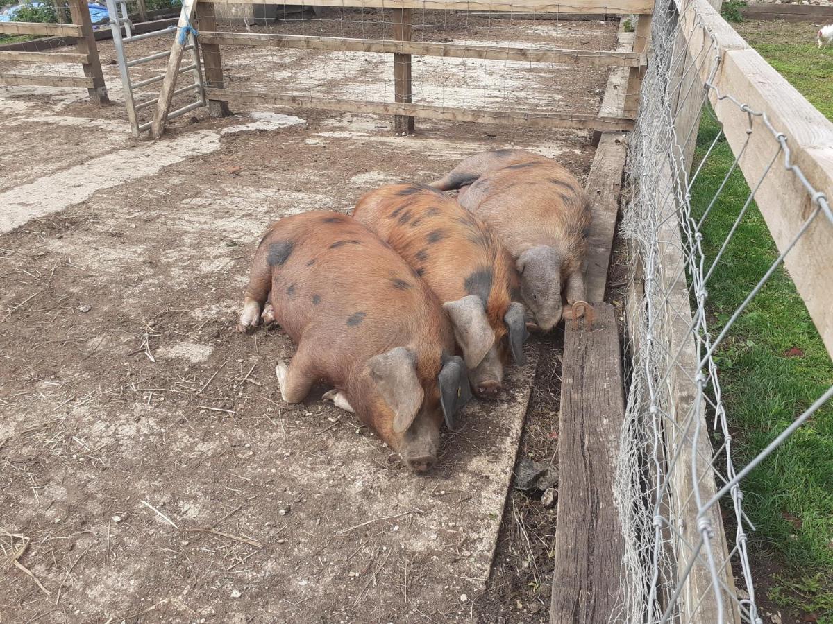 Ashton KeynesThe Byre North End Farm住宿加早餐旅馆 外观 照片